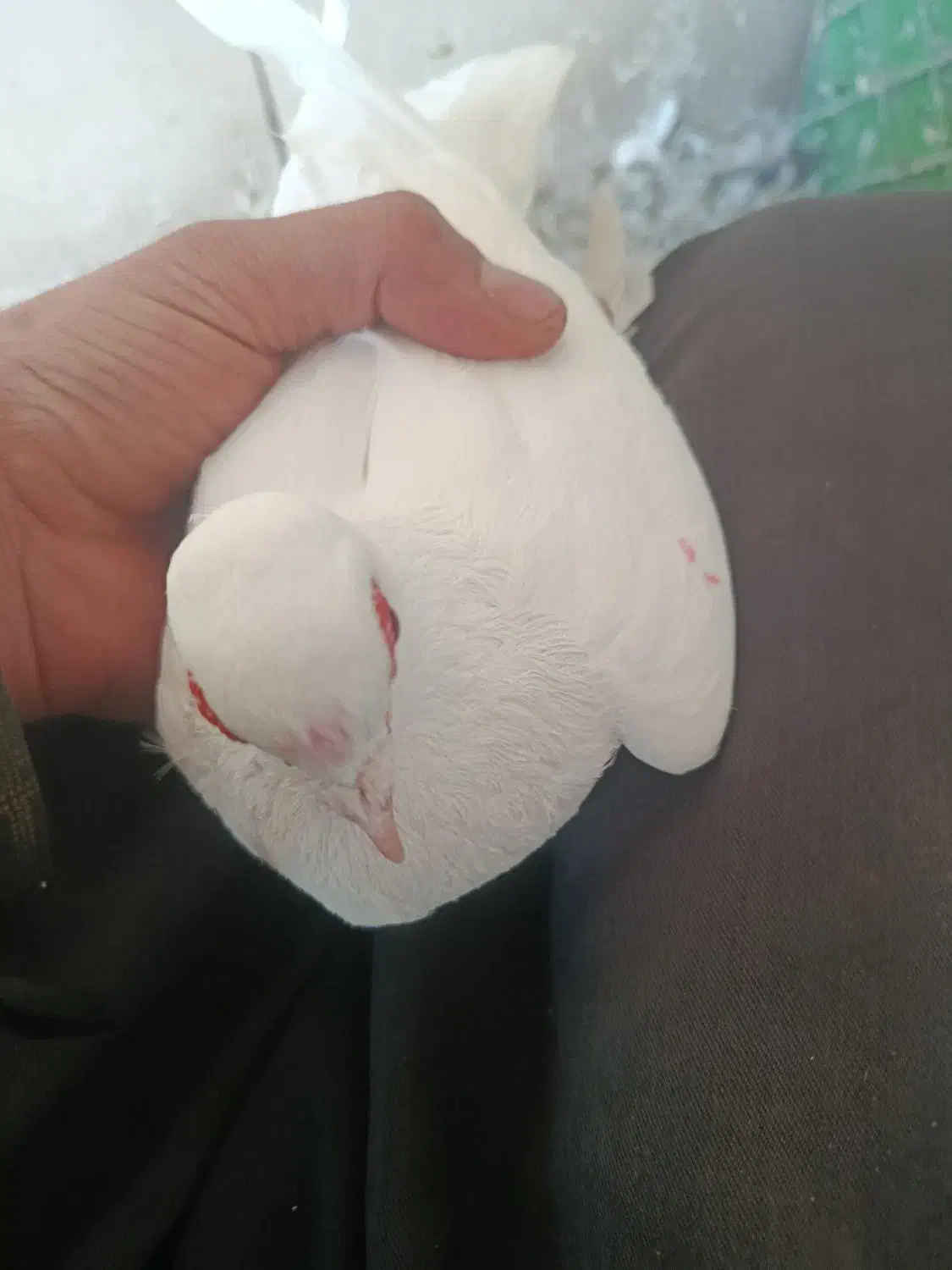 کبوتر|پرنده|تبریز, |دیوار