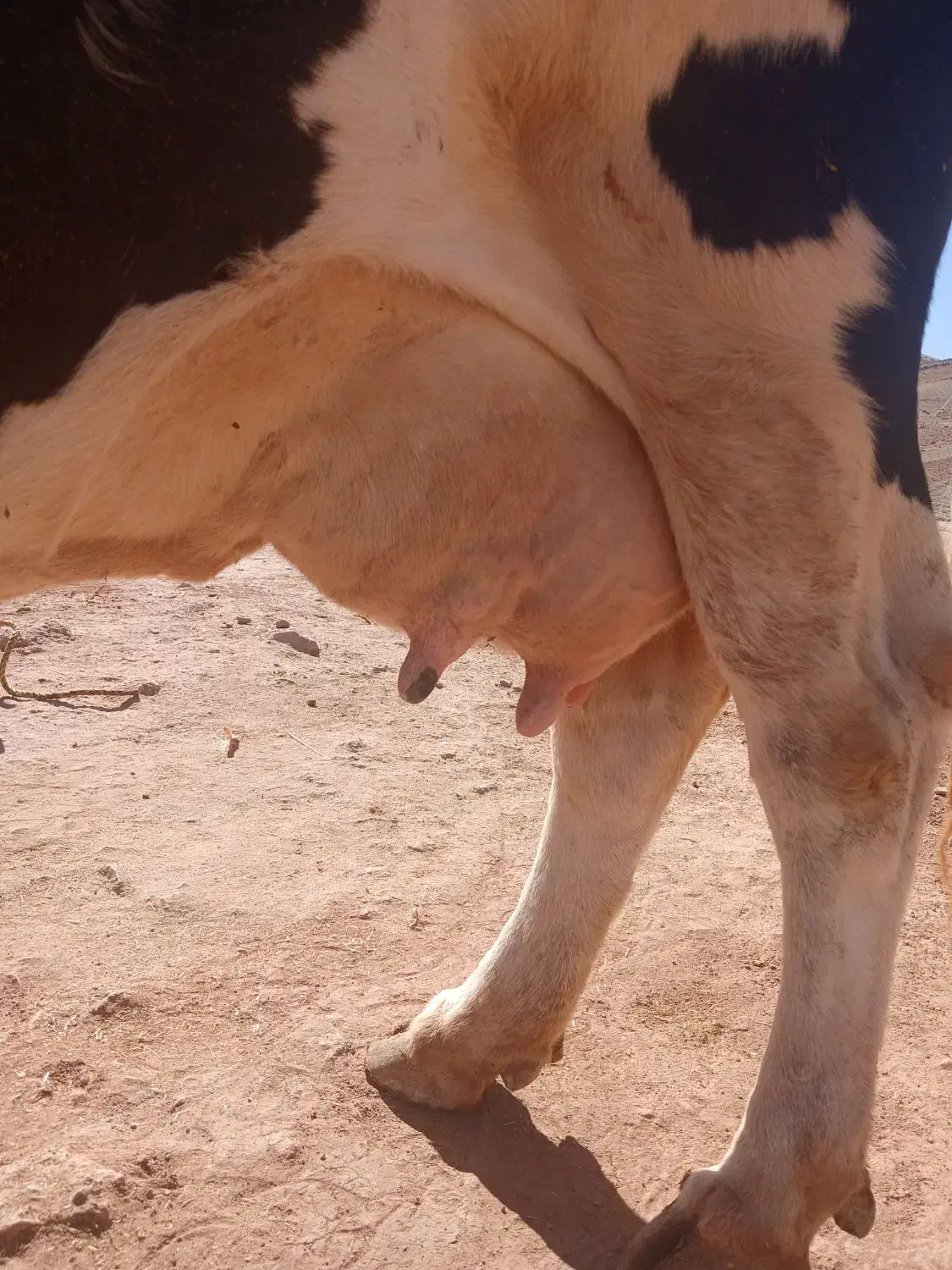 گاوسیمیتالجوان|حیوانات مزرعه|شباب, |دیوار