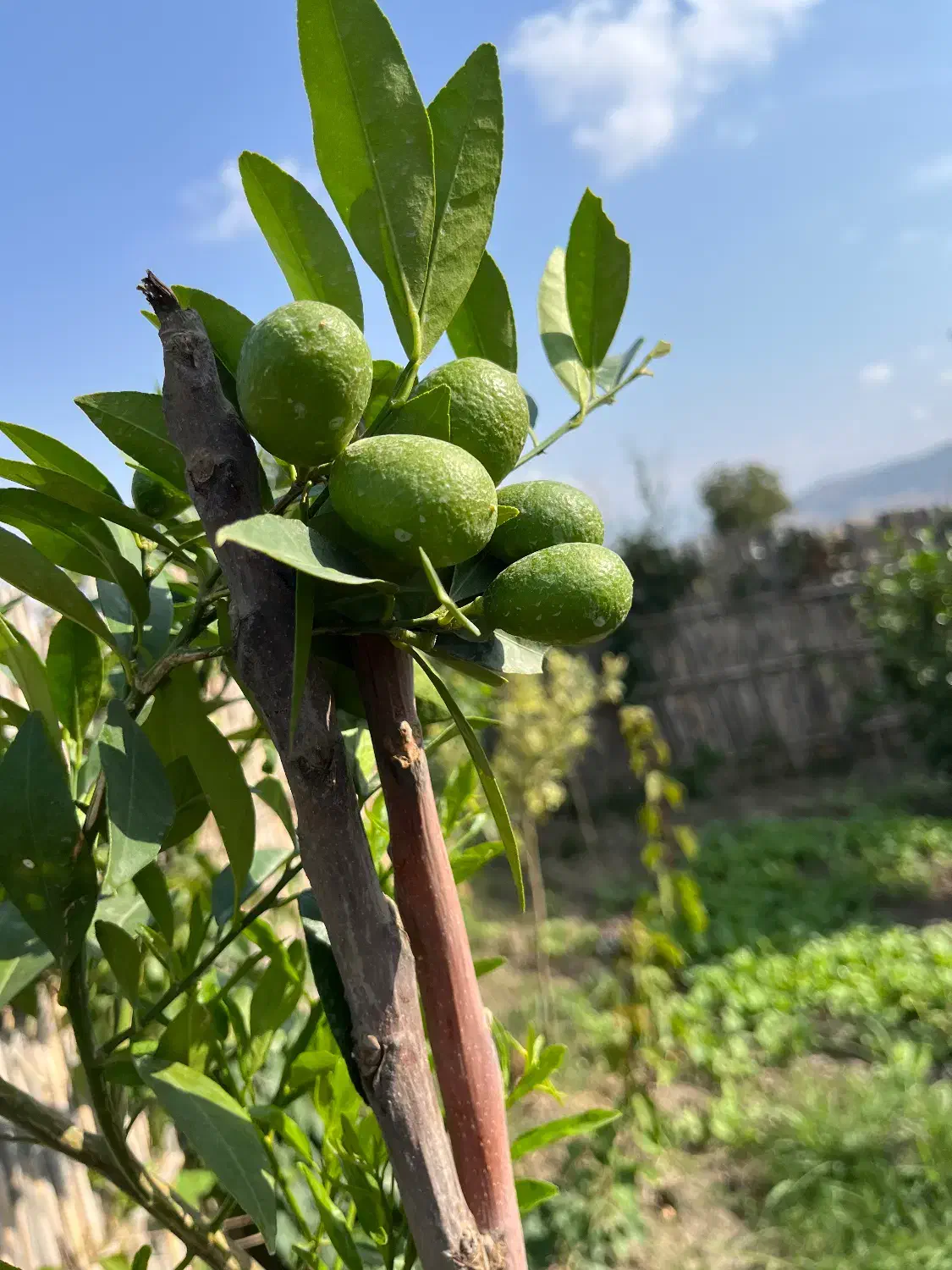 نگهبان باغ|استخدام سرایداری و نظافت|رامیان, |دیوار