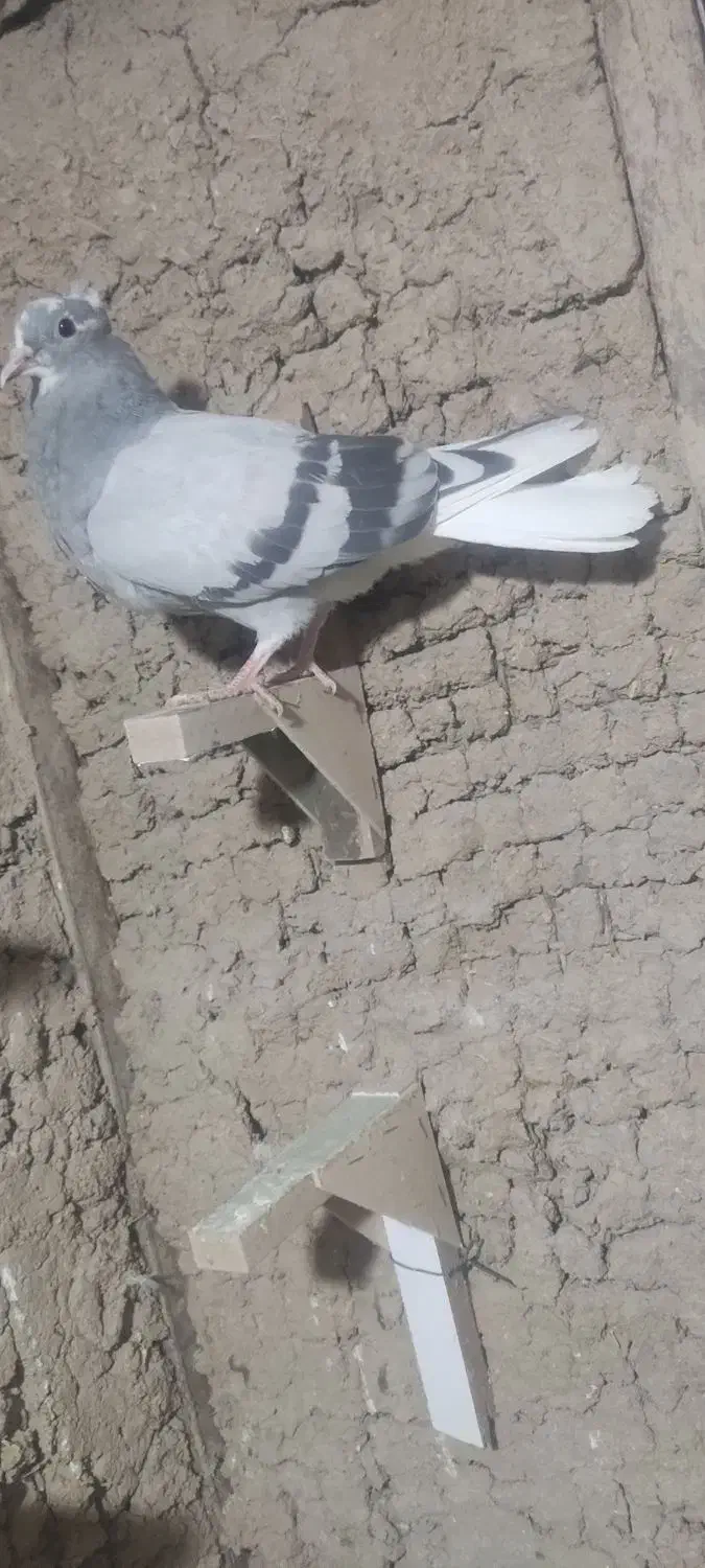 تعدادی کفتر|پرنده|زرند, |دیوار