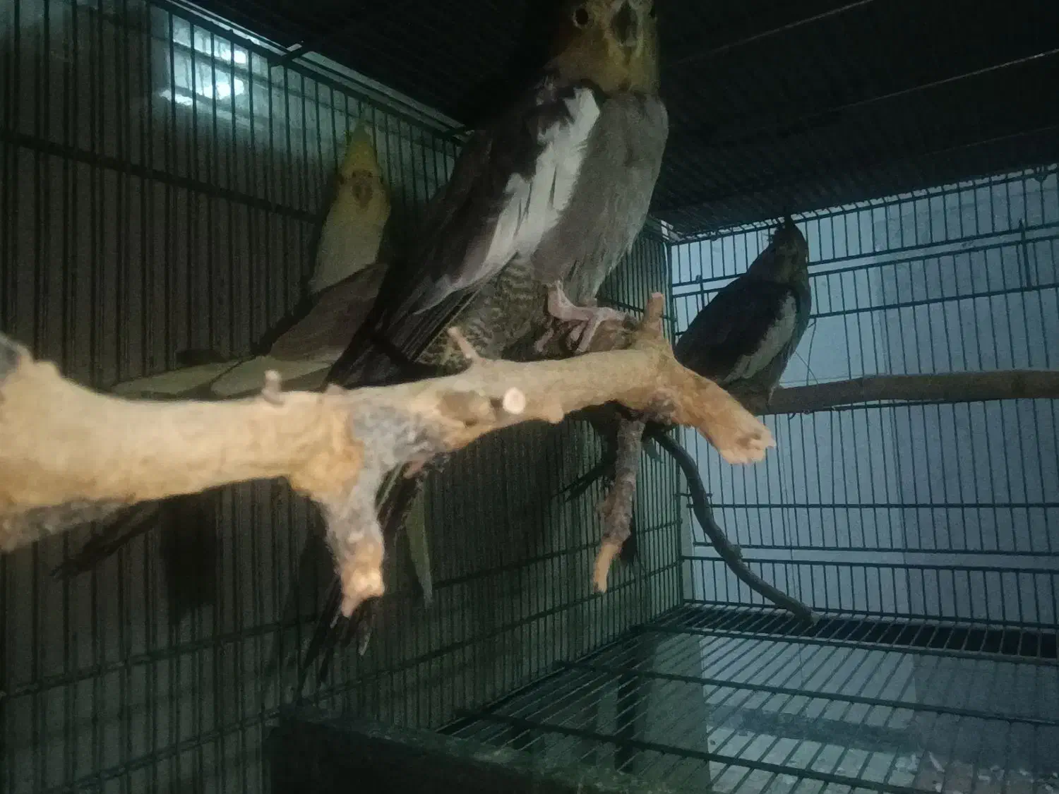 کلش ، کالاف ، فری فایر طاق|کنسول، بازی ویدئویی و آنلاین|قم, سراجه (۱۵ خرداد)|دیوار