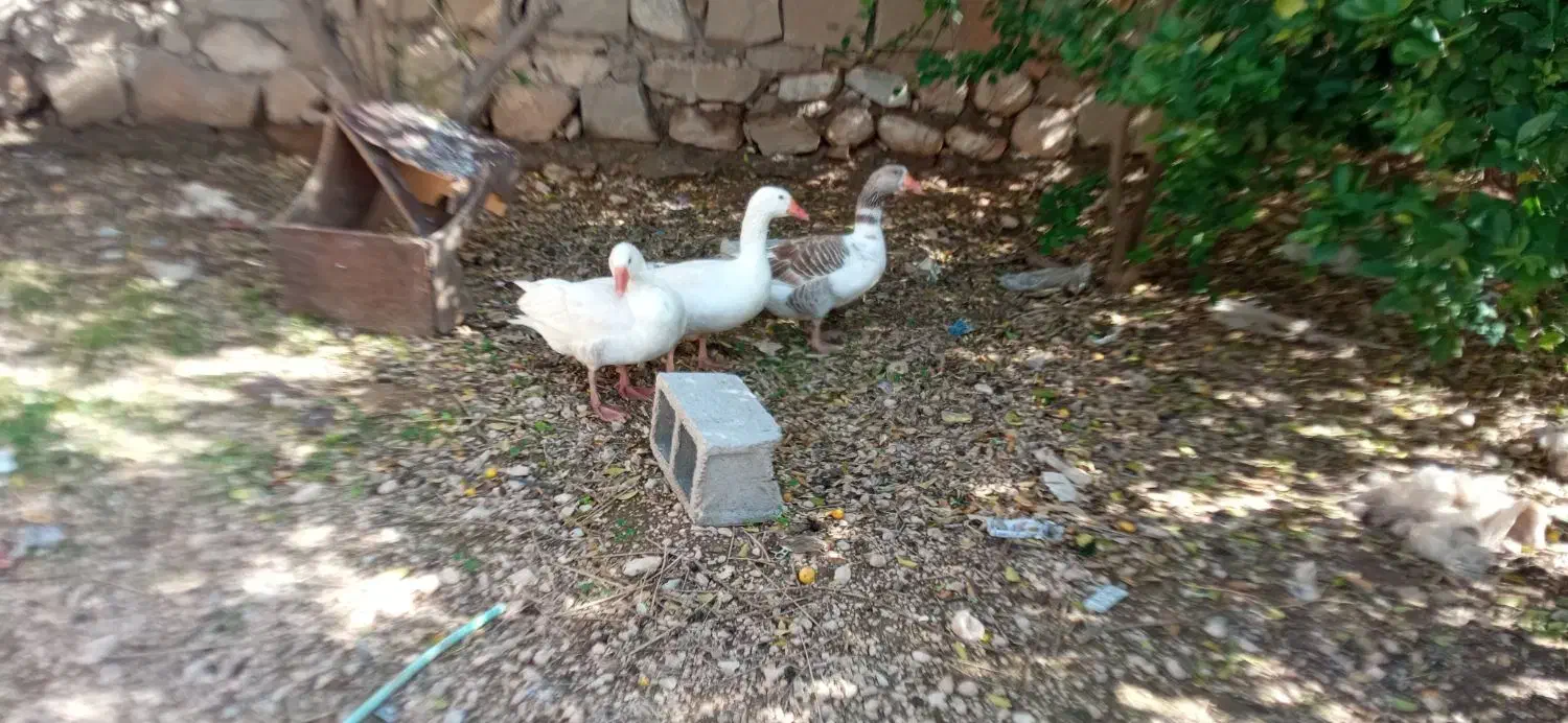 ۳عددغاز|حیوانات مزرعه|امیدیه, |دیوار