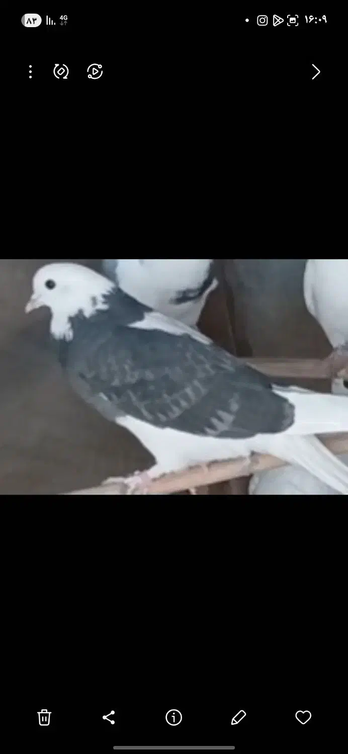 کبوتر گمشده|حیوانات|محلات, |دیوار