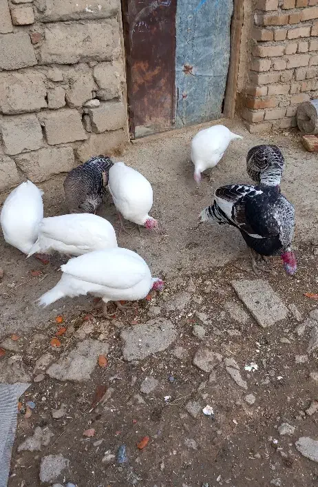 بوقلمون|حیوانات مزرعه|دورود, |دیوار