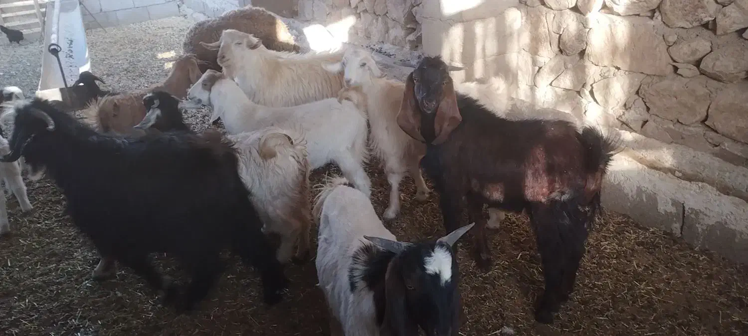 بزقاله سرحال|حیوانات مزرعه|کوهدشت, |دیوار