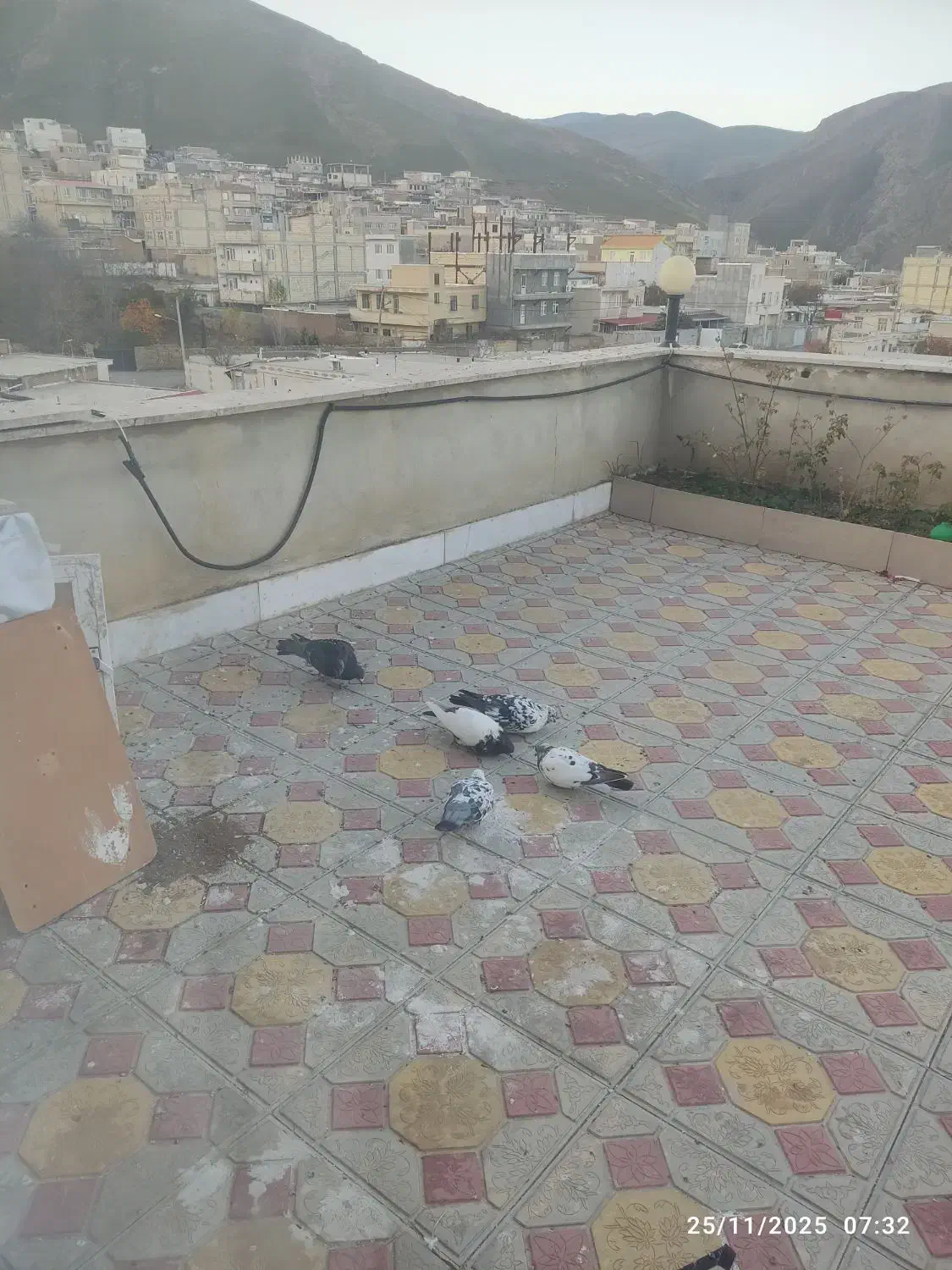 کبوتر طوقی و دوبر|پرنده|گرمی, |دیوار