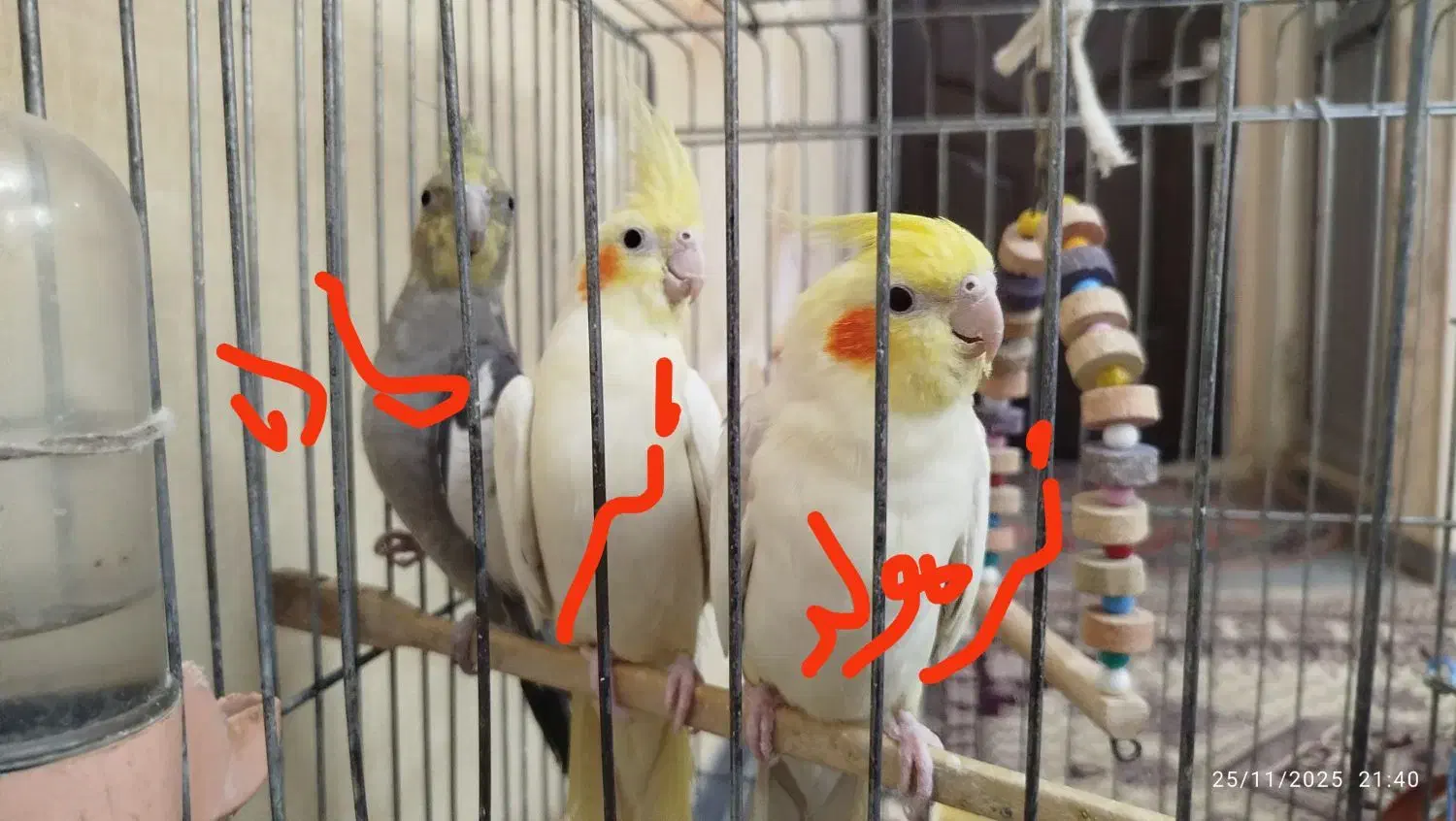 عروس هلندی|پرنده|تبریز, |دیوار