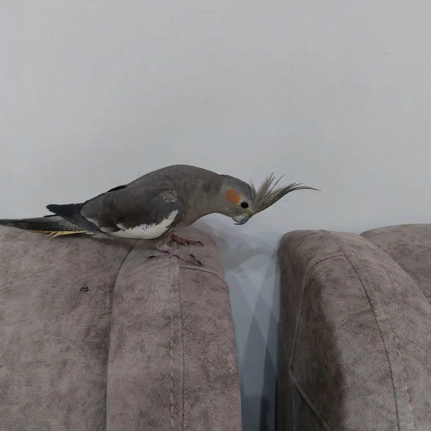 طوطی نر|پرنده|رشت, پیرکلاچای|دیوار