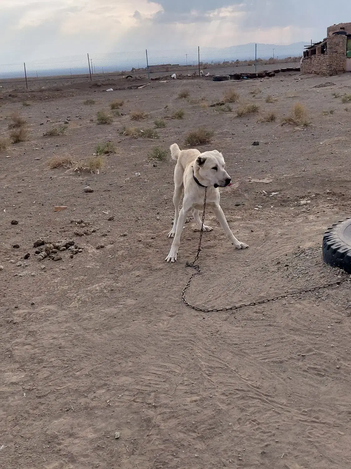 سگ سفید گله دروشت سبزوار|سگ|سبزوار, جهاد کشاورزی|دیوار