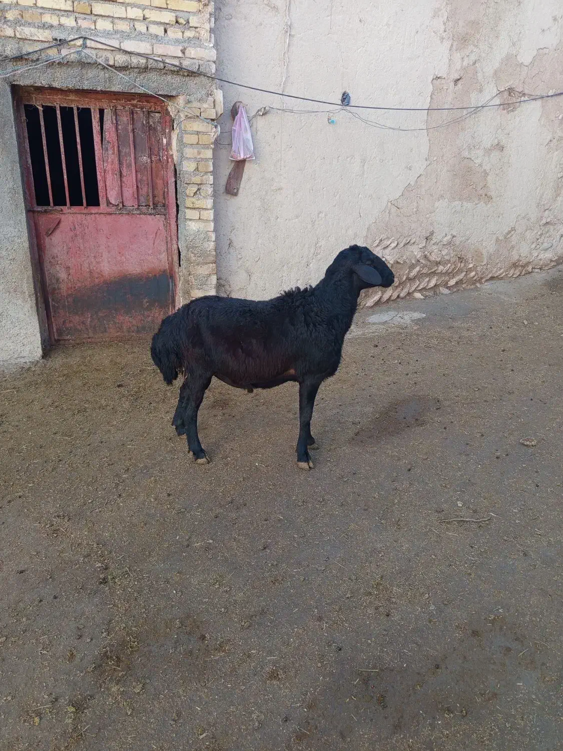 قوچ قزل افشار|حیوانات مزرعه|سجاس رود, |دیوار