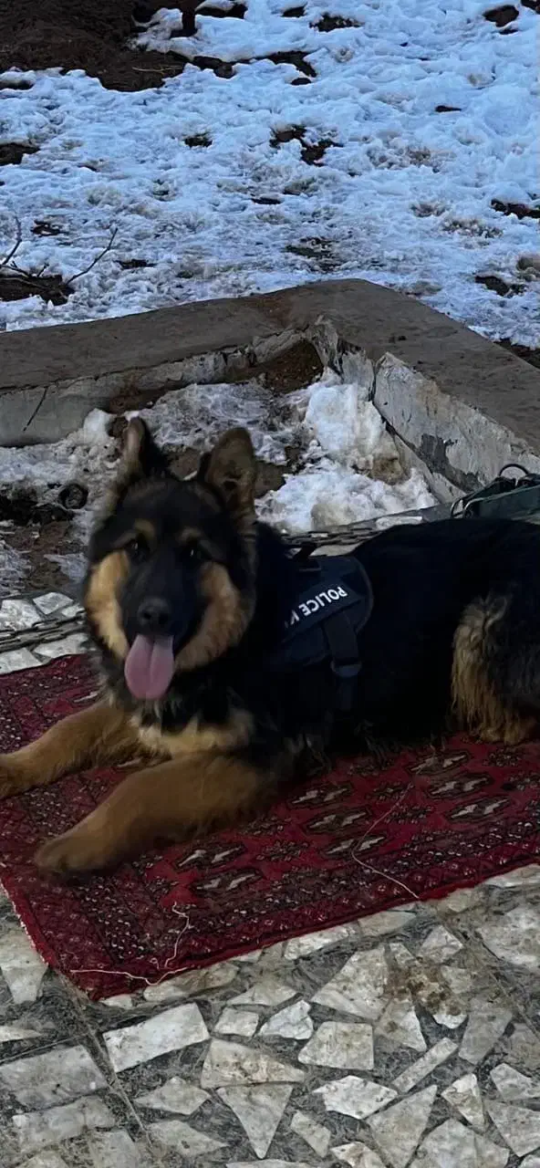 ژرمن ماده|سگ|همدان, |دیوار