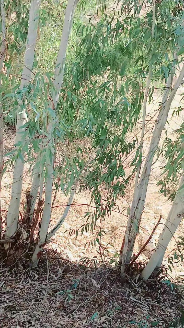 خریدار و برشکار چوب شما در سراسر استان هستم|خدمات باغبانی و درختکاری|بوشهر, |دیوار