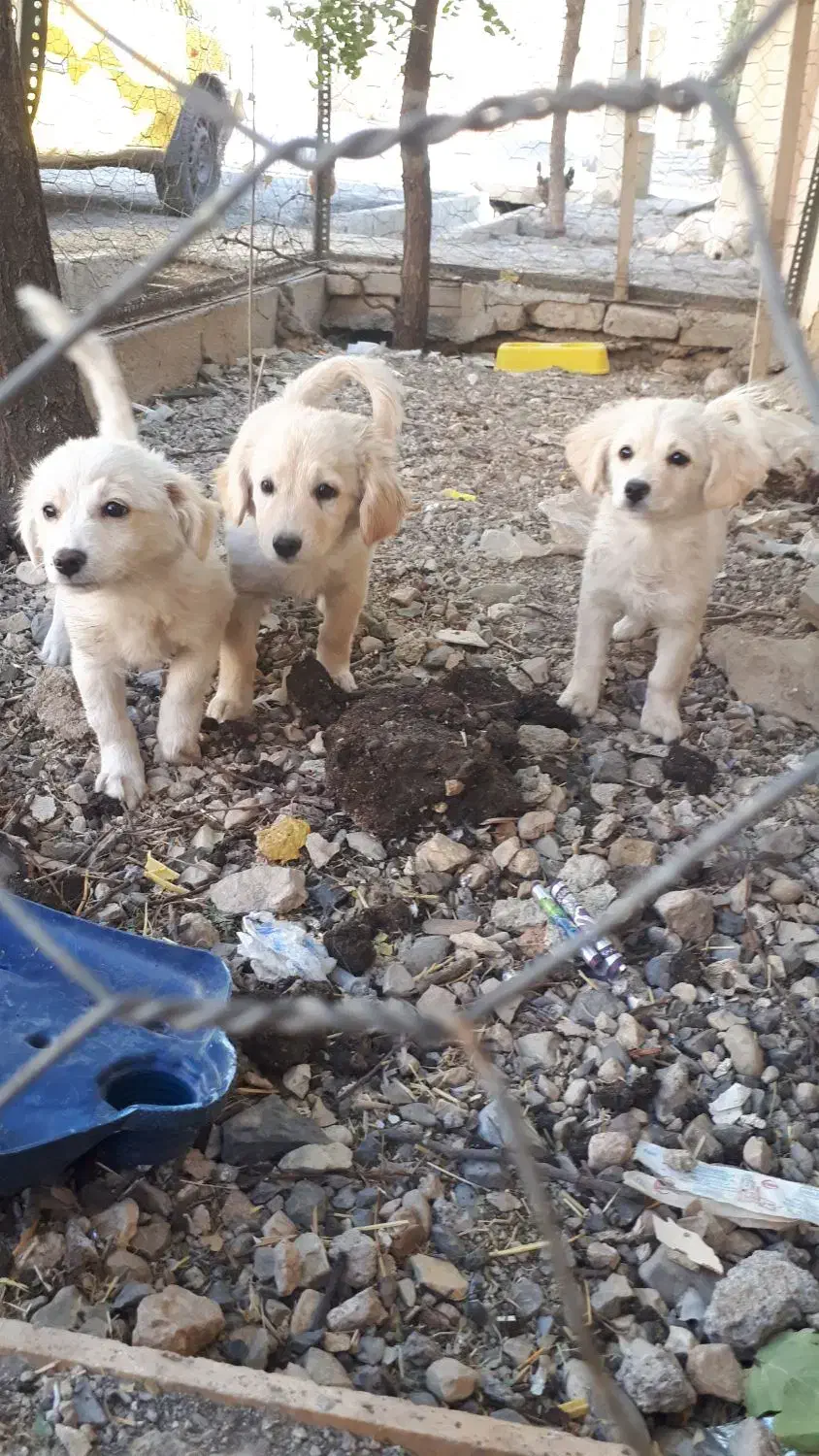 واگذری سگ شیتزو|سگ|ایلام, |دیوار