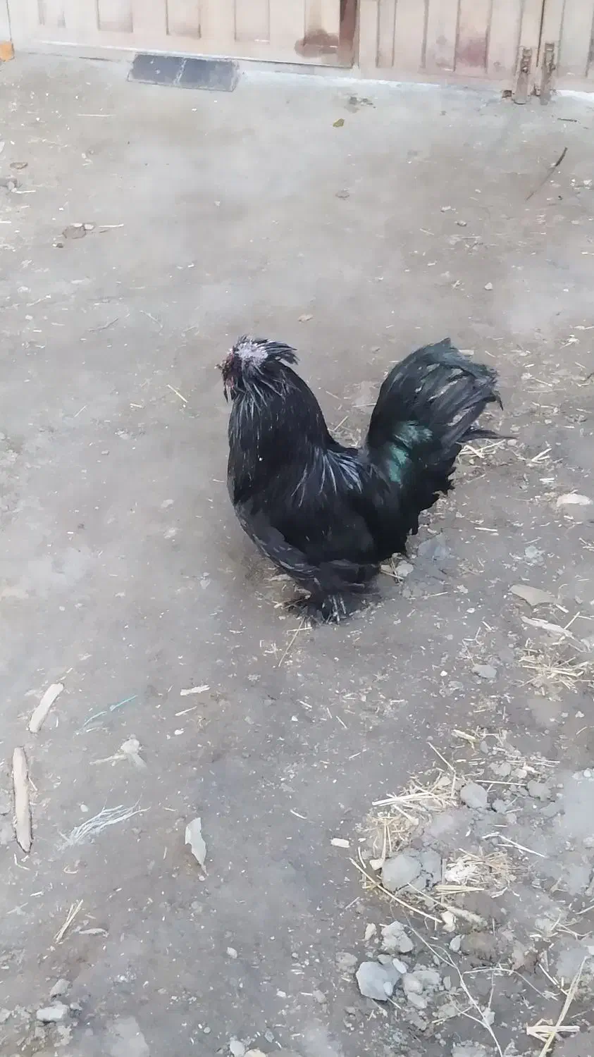 خروس|حیوانات مزرعه|جوکار, |دیوار