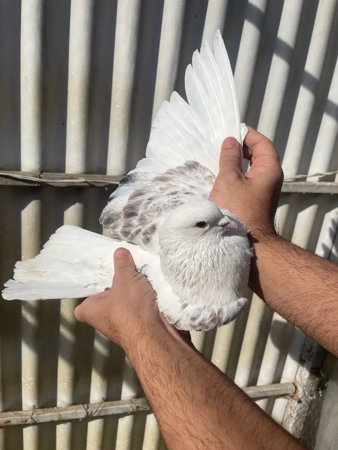 کبوتر پرشی خوش نقش|پرنده|ری, علایین|دیوار