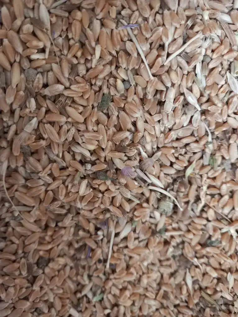 گندم|حیوانات مزرعه|سمیرم, |دیوار