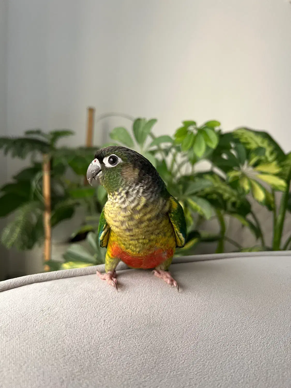 طوطی گرینچیک رد فکتور|پرنده|سعدآباد, |دیوار