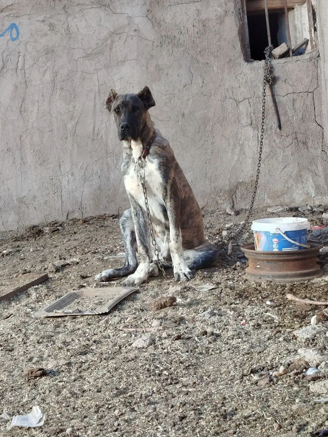 سگ ۷ماهه|حیوانات|باخزر, |دیوار