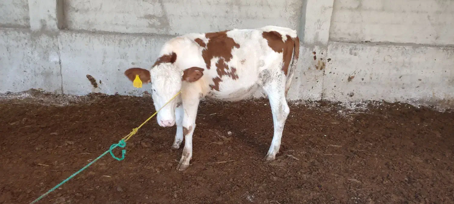 گوساله|حیوانات مزرعه|گنبد کاووس, |دیوار