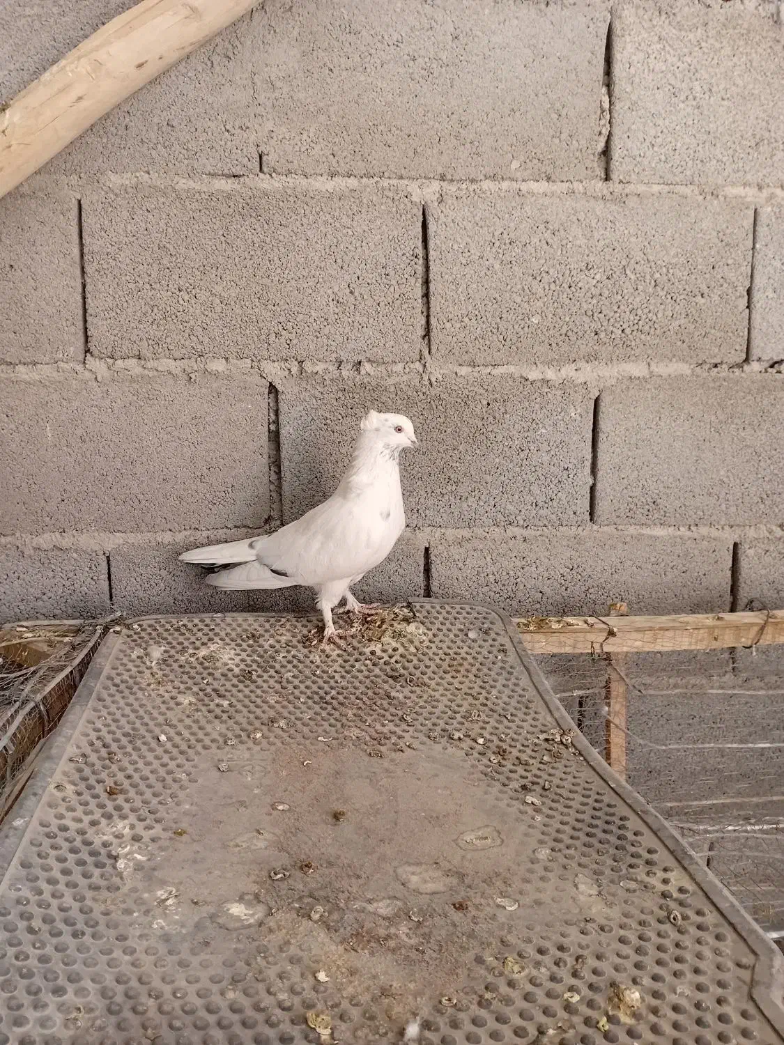 کبوتر نر|پرنده|لاران, |دیوار