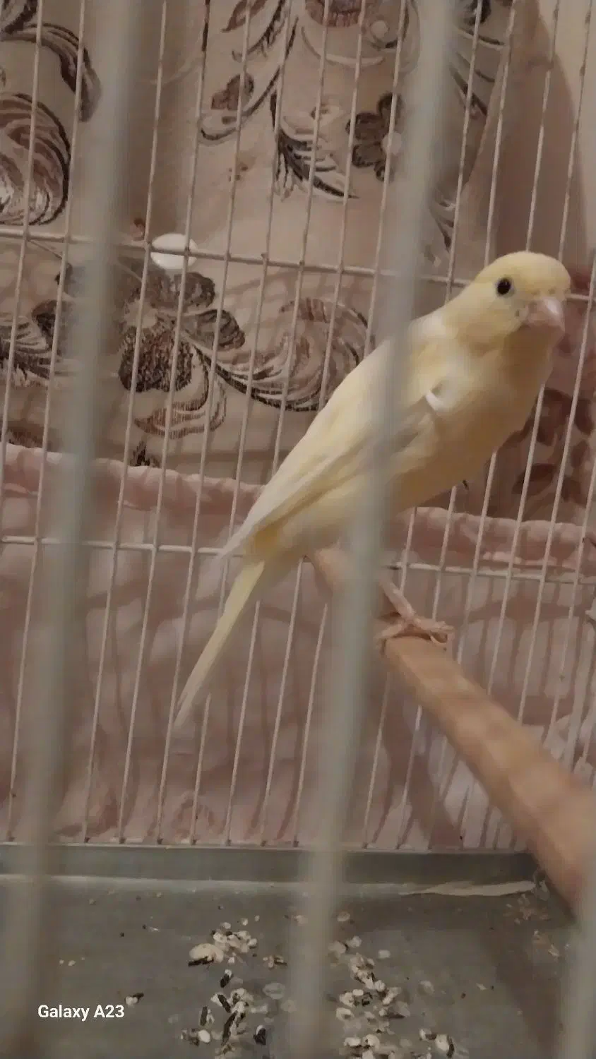 قفس|لوازم جانبی حیوانات|گلبهار, شهر جدید گلبهار|دیوار