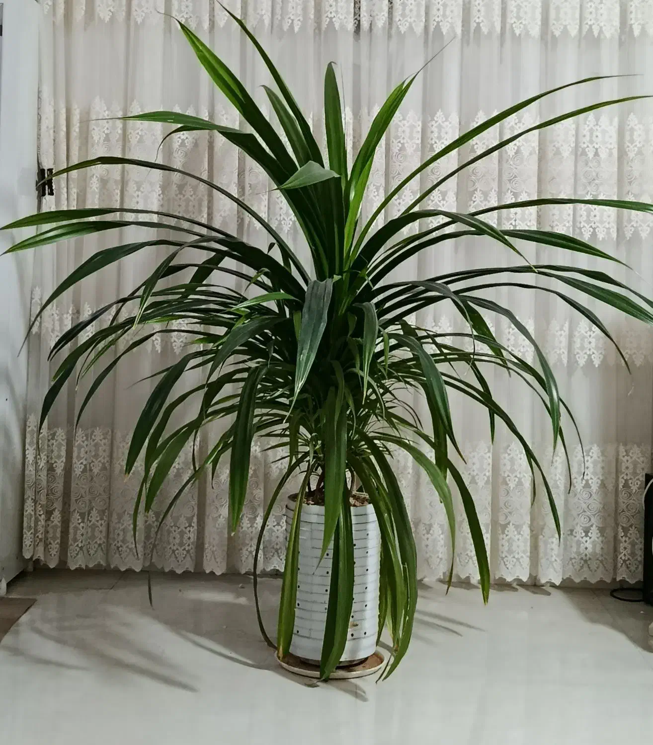 گل پاندانوس|گل و گیاه طبیعی|نیشابور, سرآب کوشک|دیوار