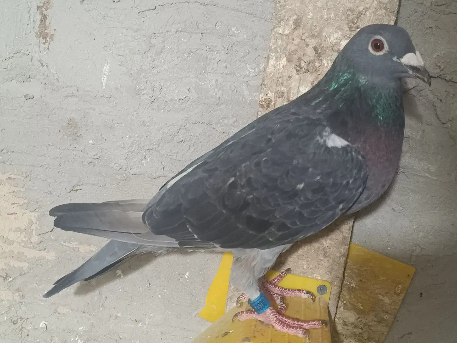 ماده ونروی|پرنده|اردبیل, |دیوار