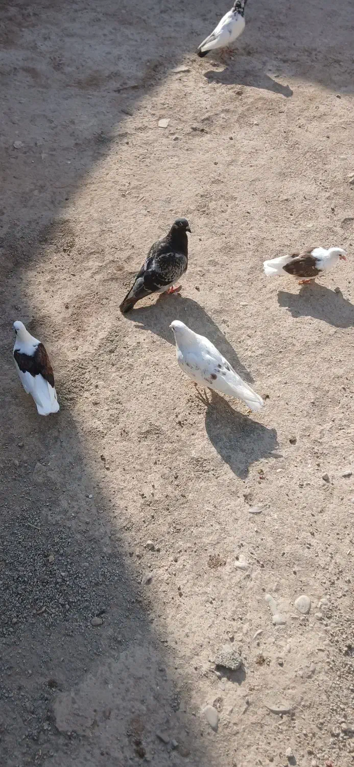 کبوتر گم شده|پرنده|محمدشهر, محمدشهر|دیوار