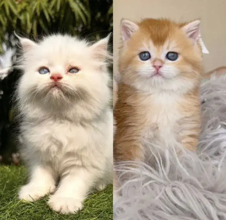 گربه|گربه|تهران, پاسداران|دیوار