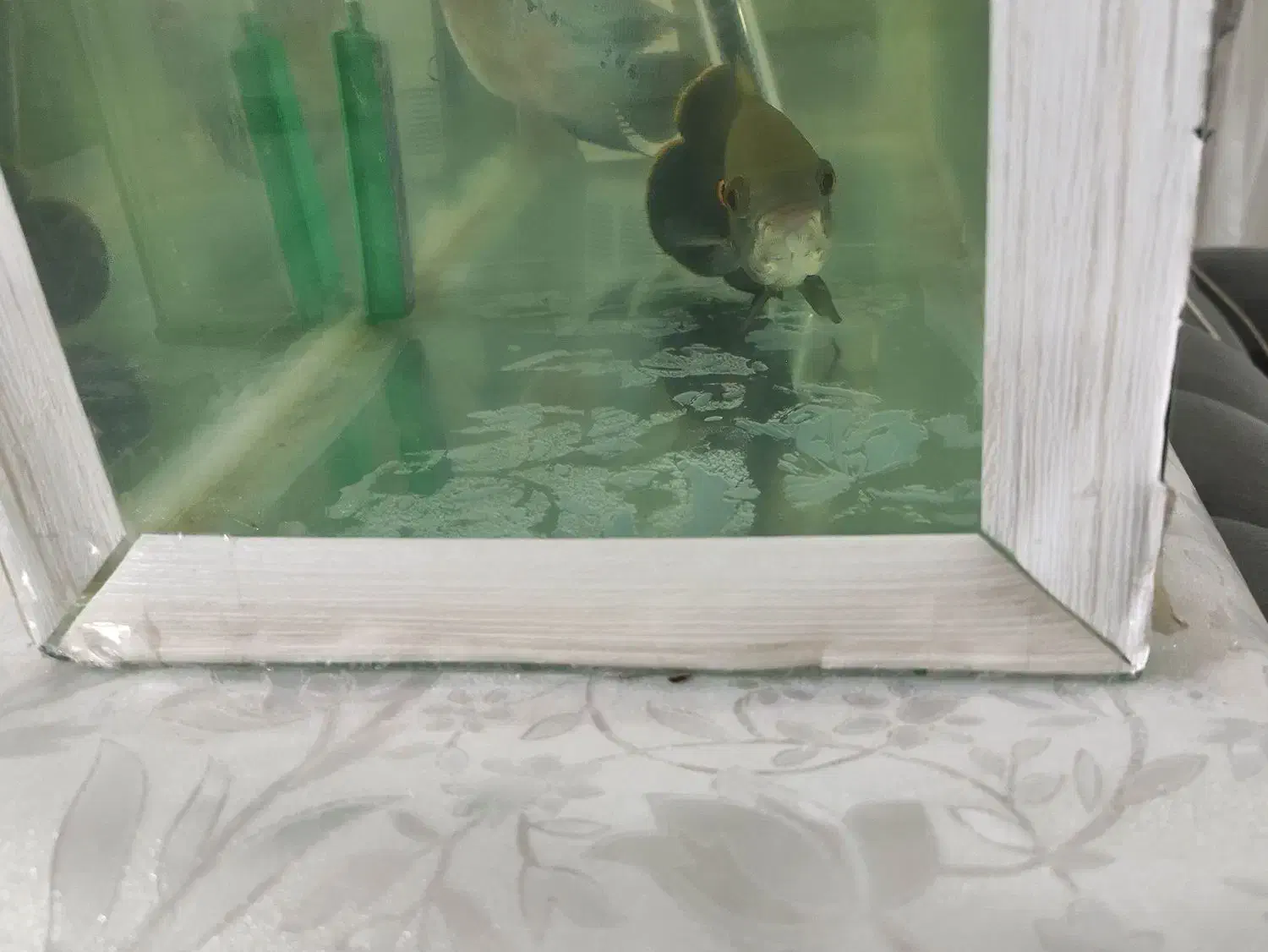 آکواریوم فروشی|ماهی|میاندوآب, |دیوار