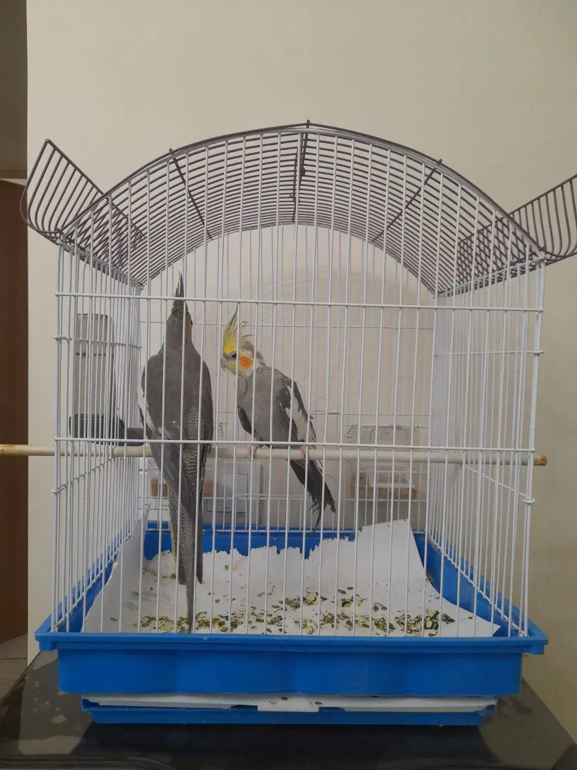 عروس هلندی|پرنده|تهران, حشمتیه|دیوار