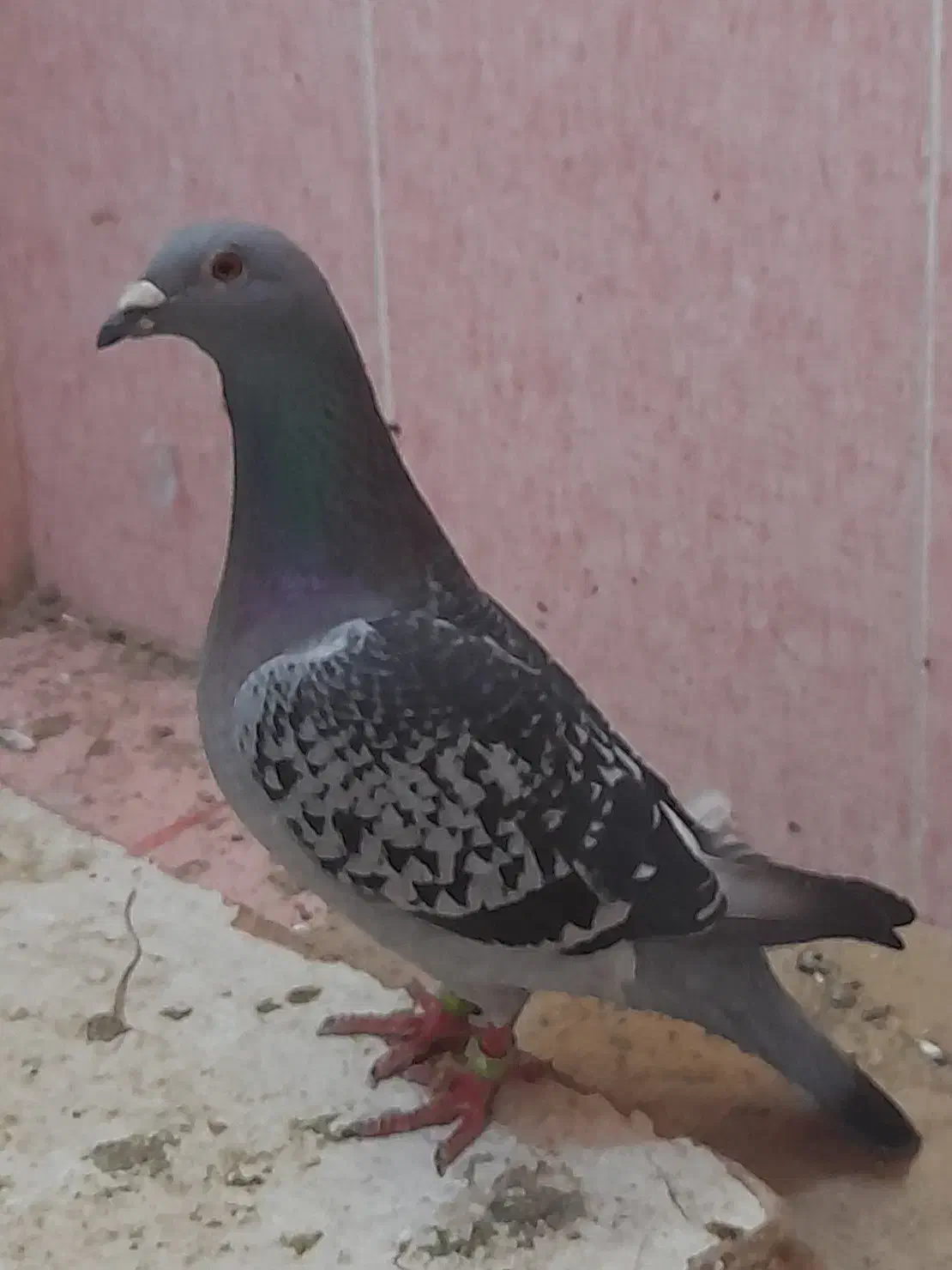 کبوتر|حیوانات|شیروان (خراسان), |دیوار