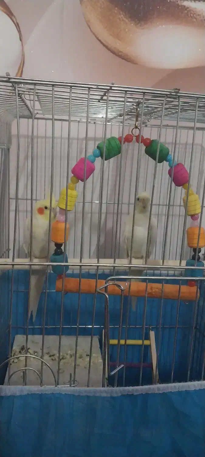 عروس هلندی|پرنده|تکاب, |دیوار