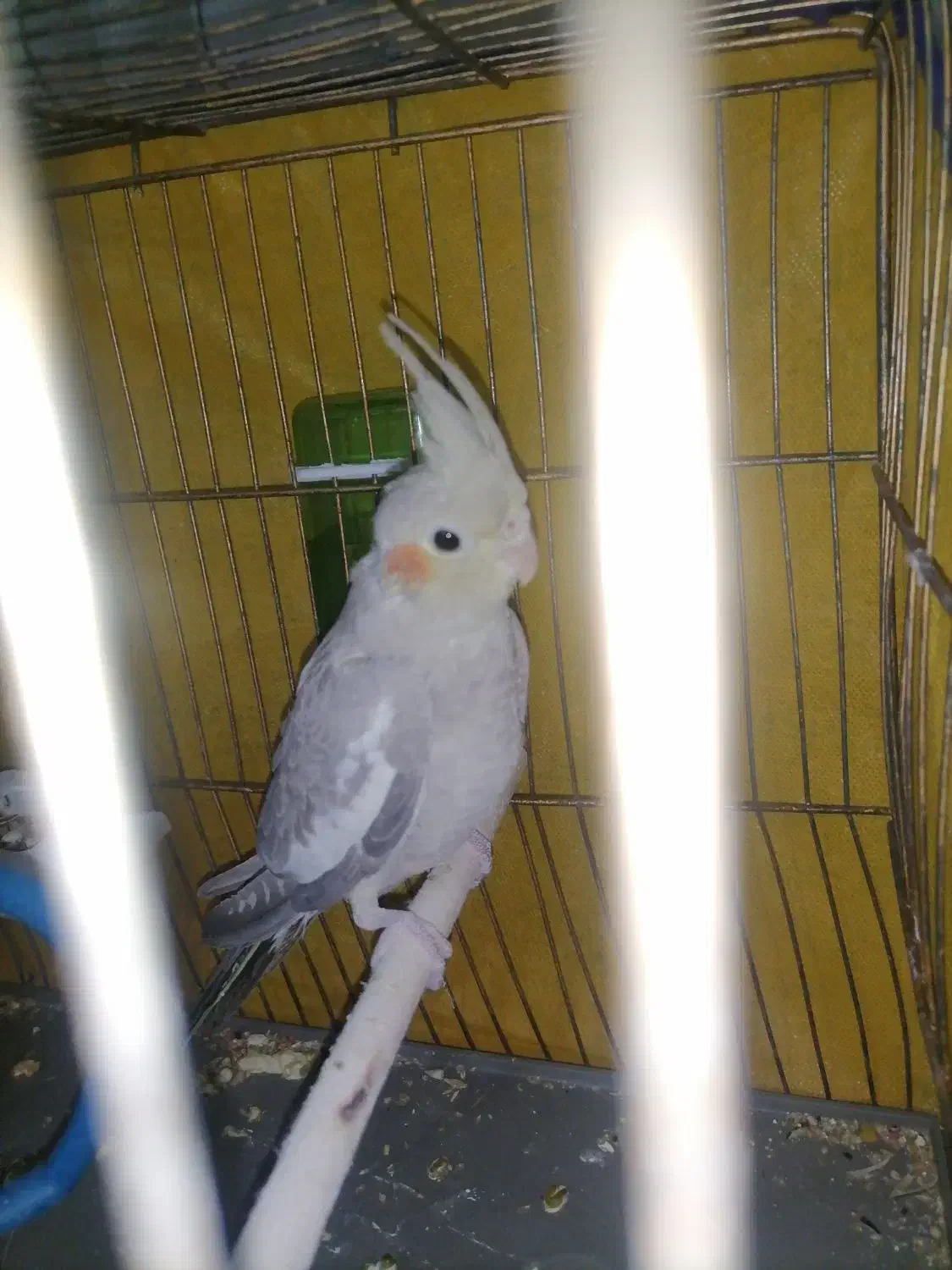 عروس هلندی ماده 5 ماهه|پرنده|حاجی آباد, |دیوار