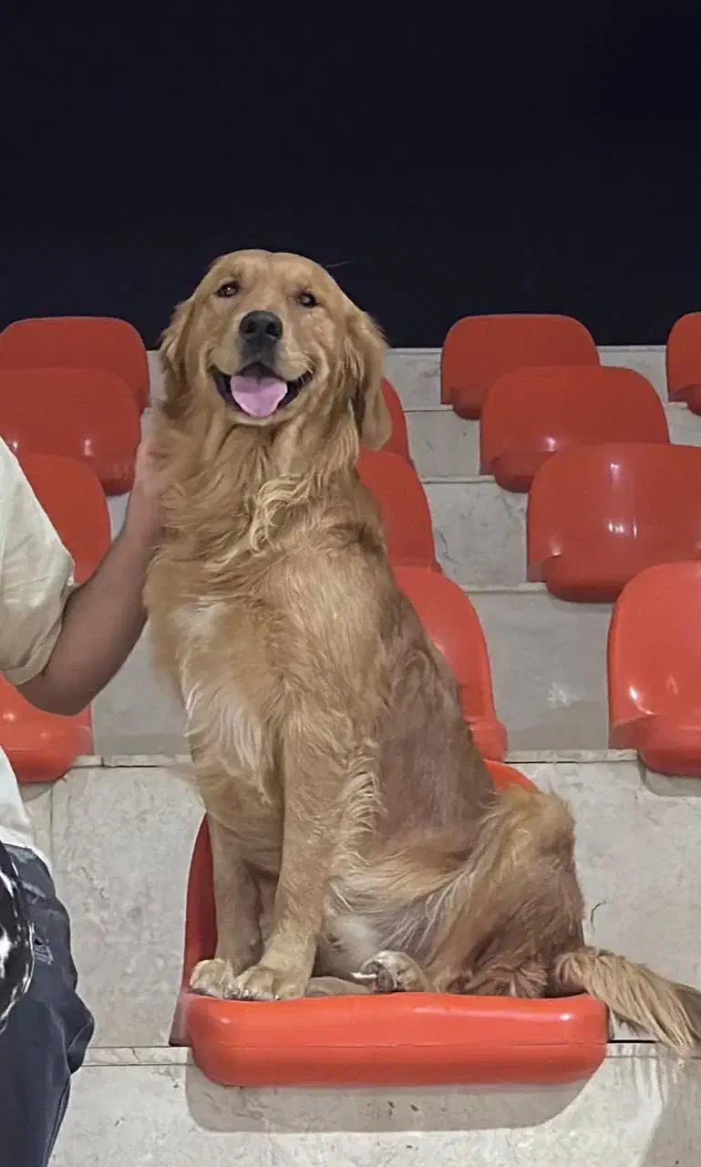 گلدن نر نابی|سگ|چهارباغ, |دیوار