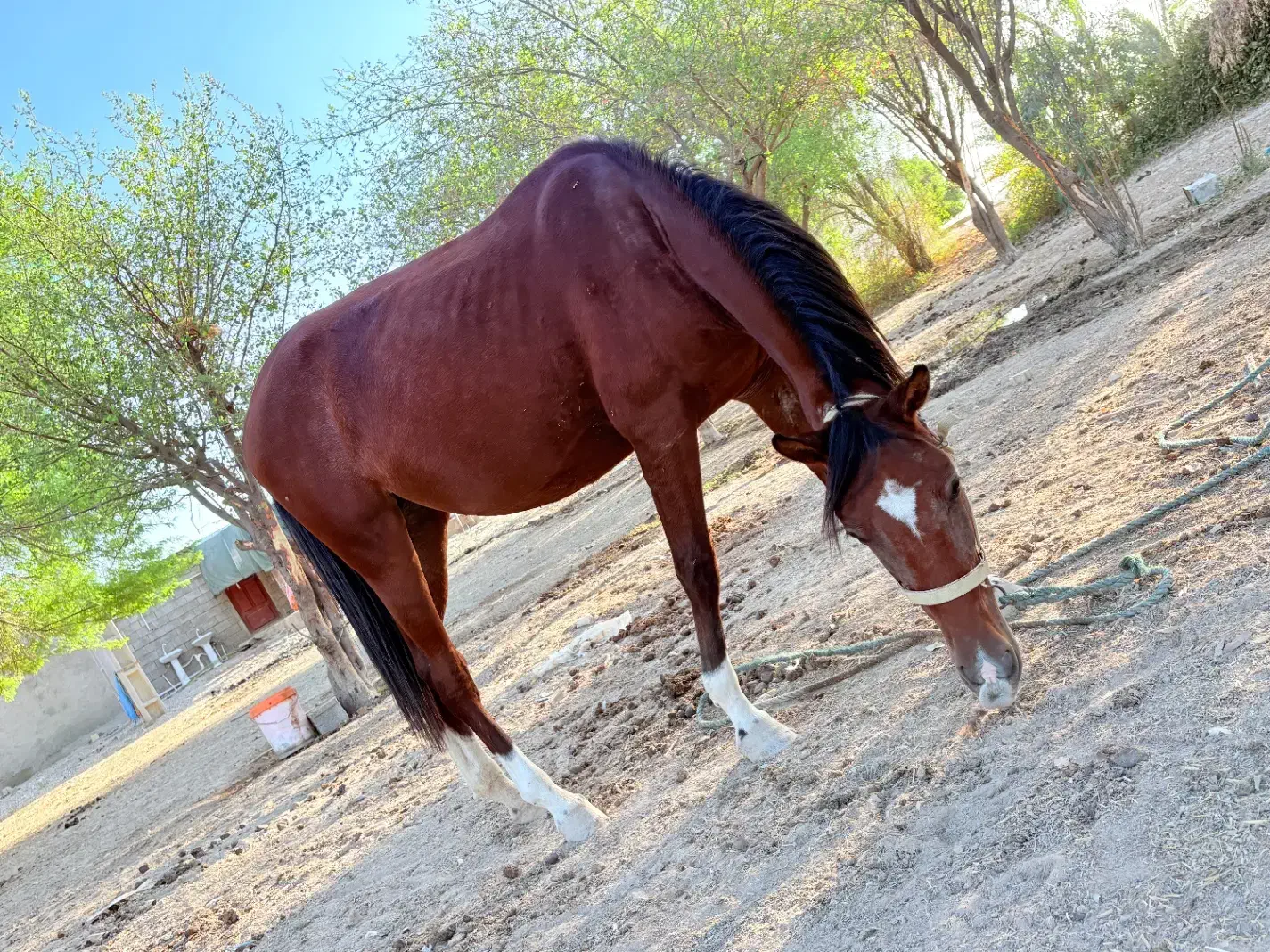 اسب عربی جوان|اسب و تجهیزات اسب‌سواری|هندیجان, |دیوار