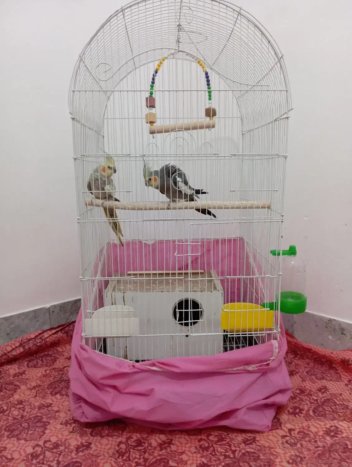 یک جفت عروس هلندی مولد|پرنده|شال, |دیوار