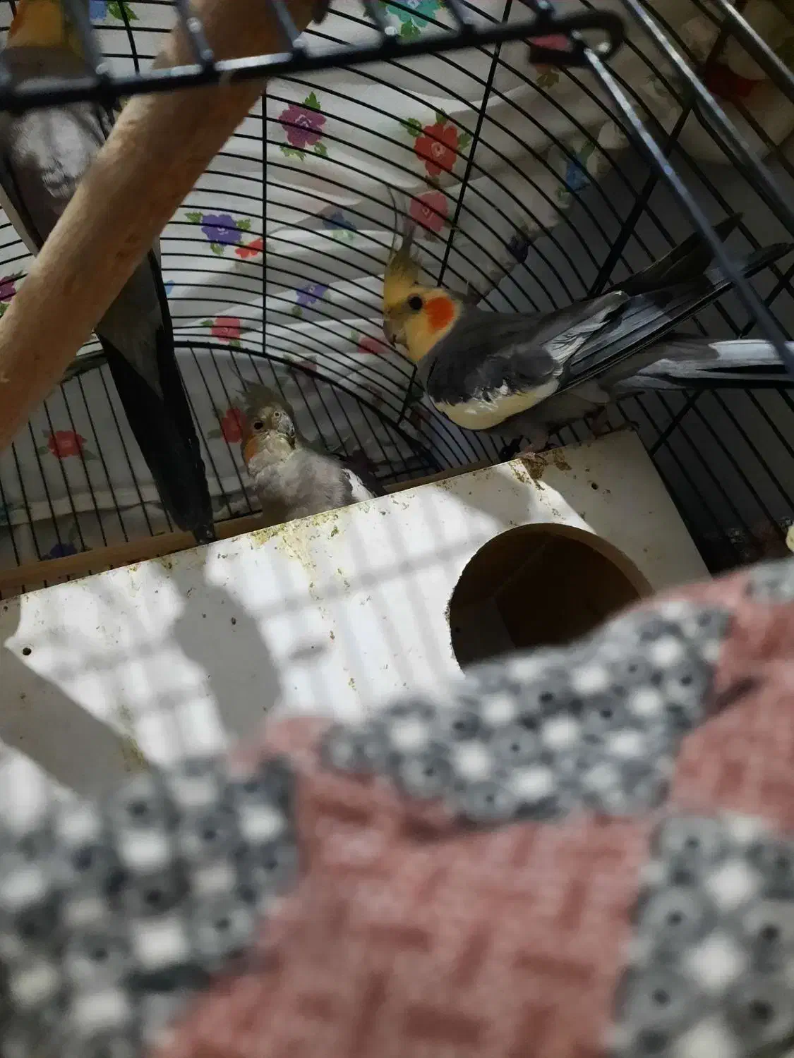 جفت عروس هلندی|پرنده|مشکیندشت, |دیوار