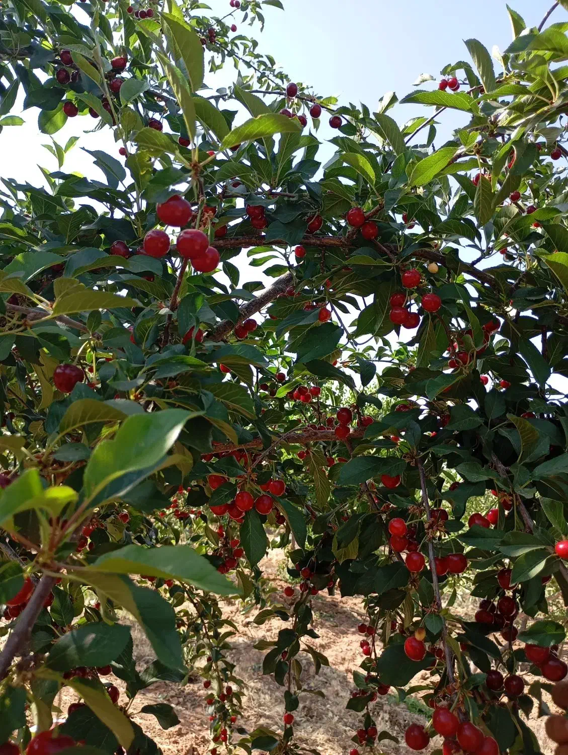 باغ ۵ جریبی بادام طرح باغ گستران|فروش زمین و ملک کلنگی|سامان, |دیوار