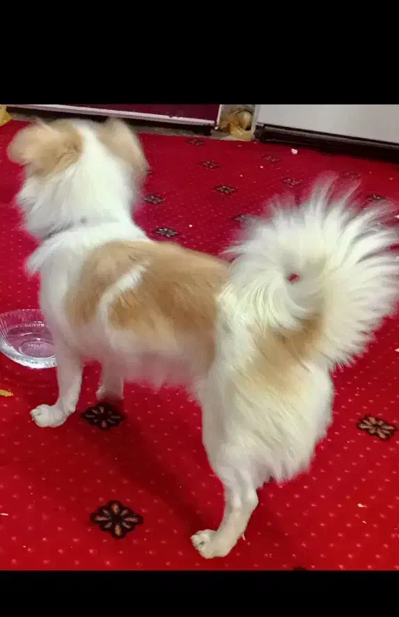 سگ معاوضه با لوازم موتور|سگ|شریفآباد, |دیوار