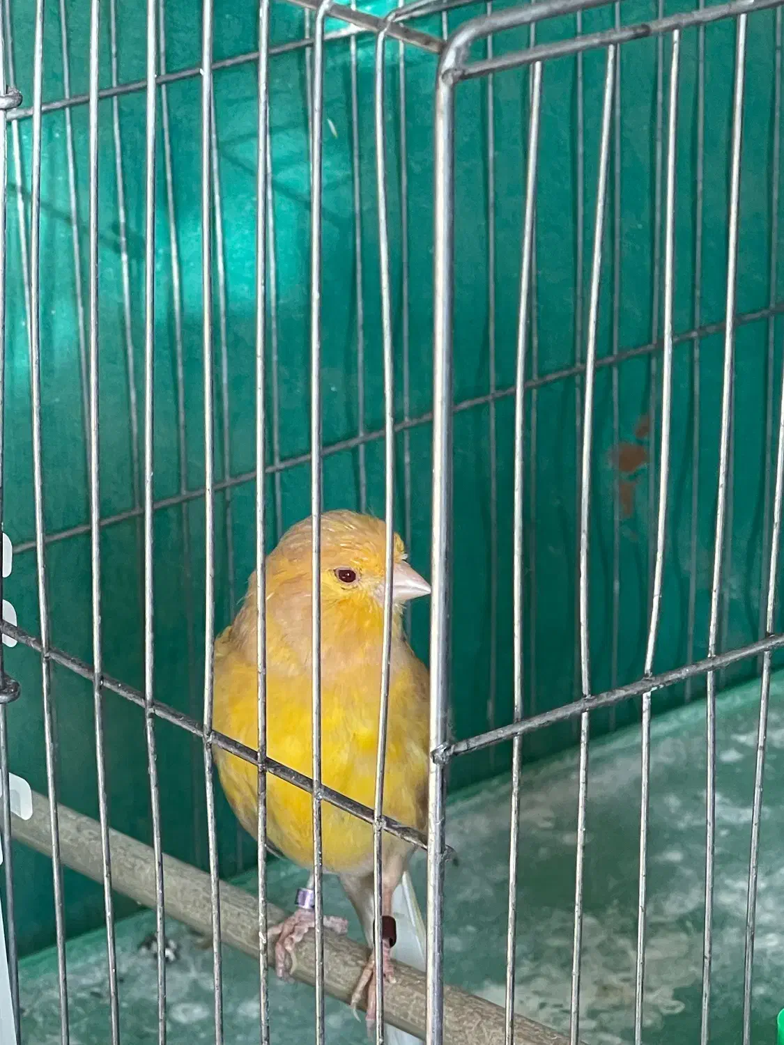 قناری نر|پرنده|مبارکه, |دیوار