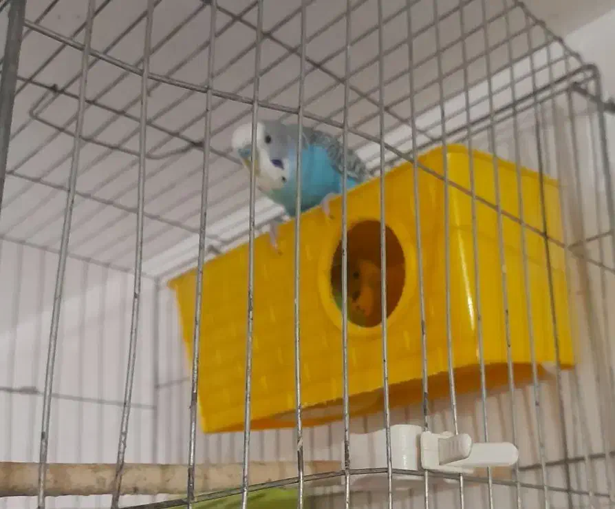 مرغ عشق|پرنده|لردگان, |دیوار