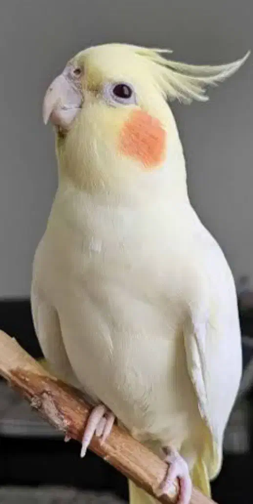 عروس هلندی مولد به شرط|پرنده|حمیدیا, |دیوار