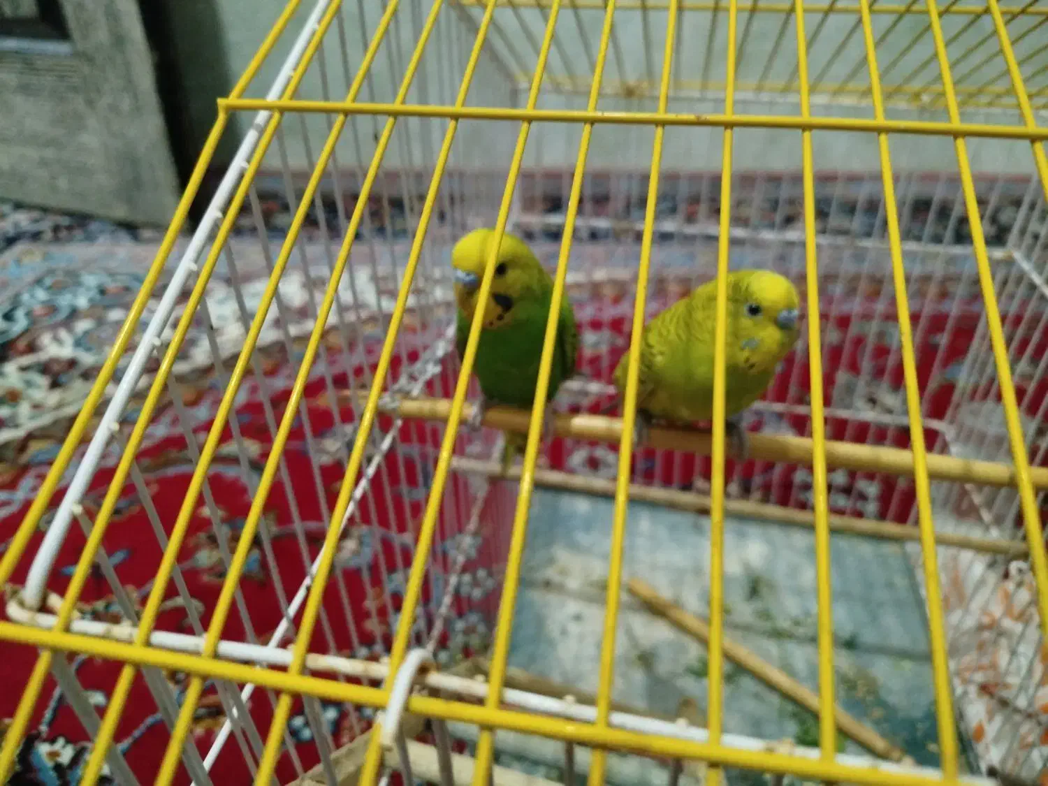 مرغ عشق|پرنده|حاجی آباد, |دیوار