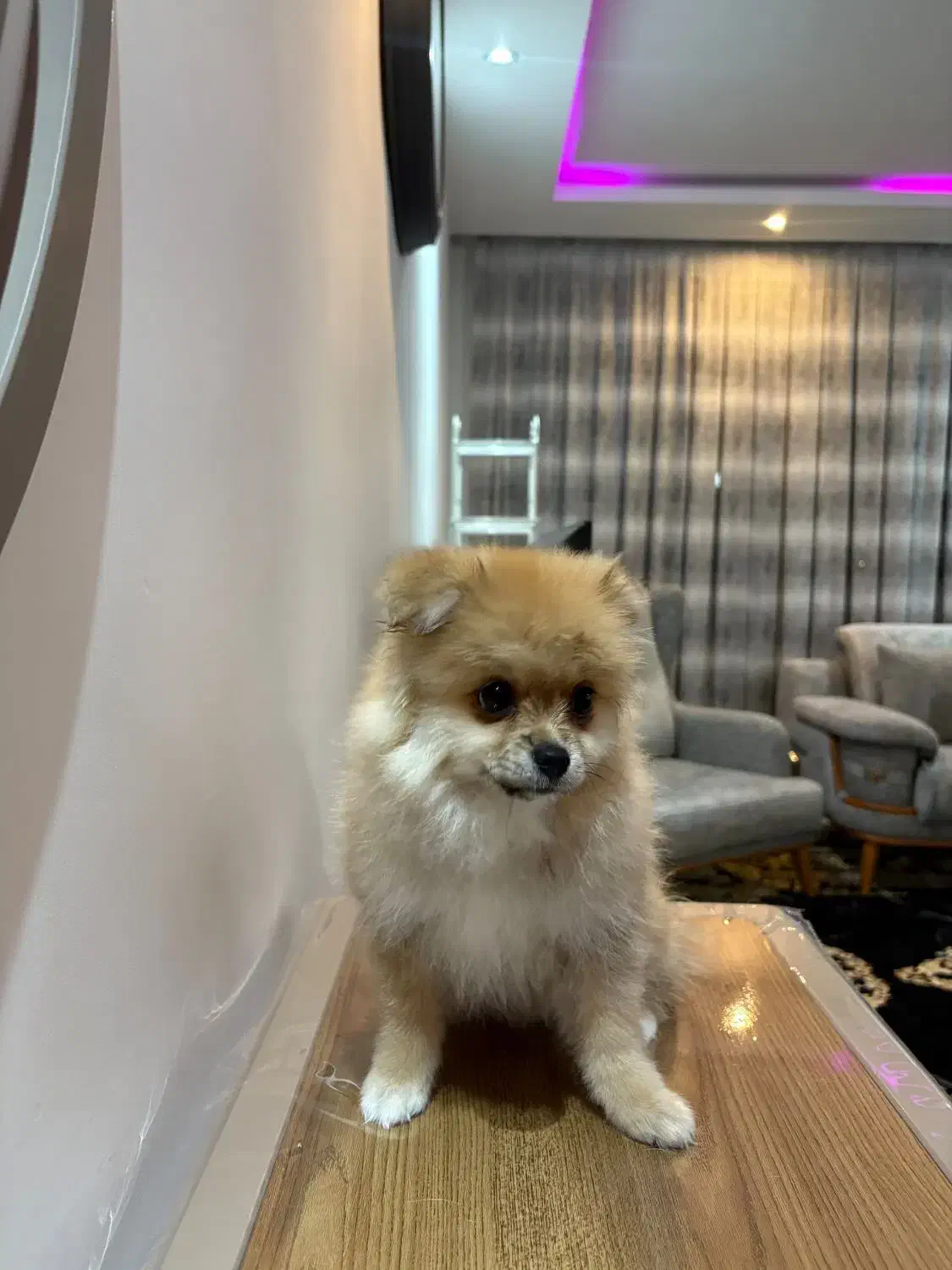 پامر سه ماهه ماده|سگ|سهند, |دیوار