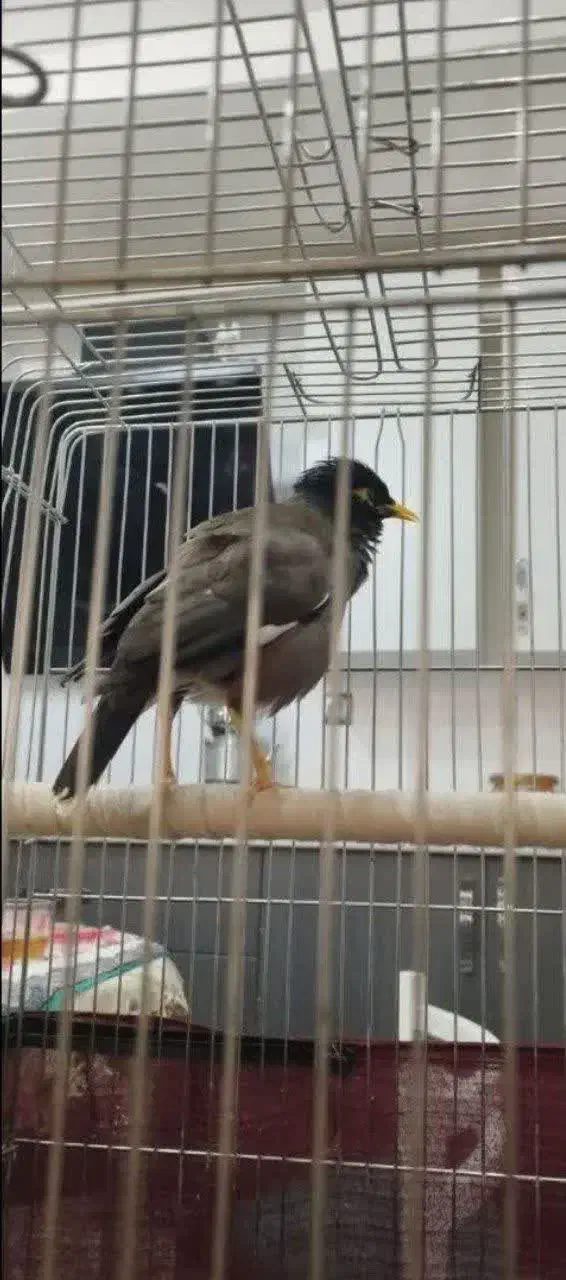 مینا سخنگو بالای 30 کلمه و جمله گو|پرنده|قم, باسکول|دیوار