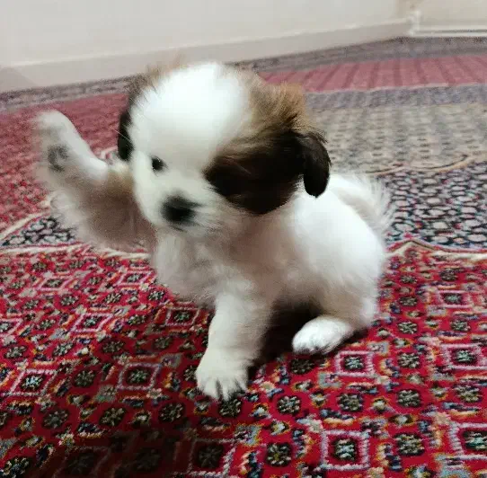 سگ . پاکوتاه .( پیکینز)|سگ|کرمانشاه, |دیوار