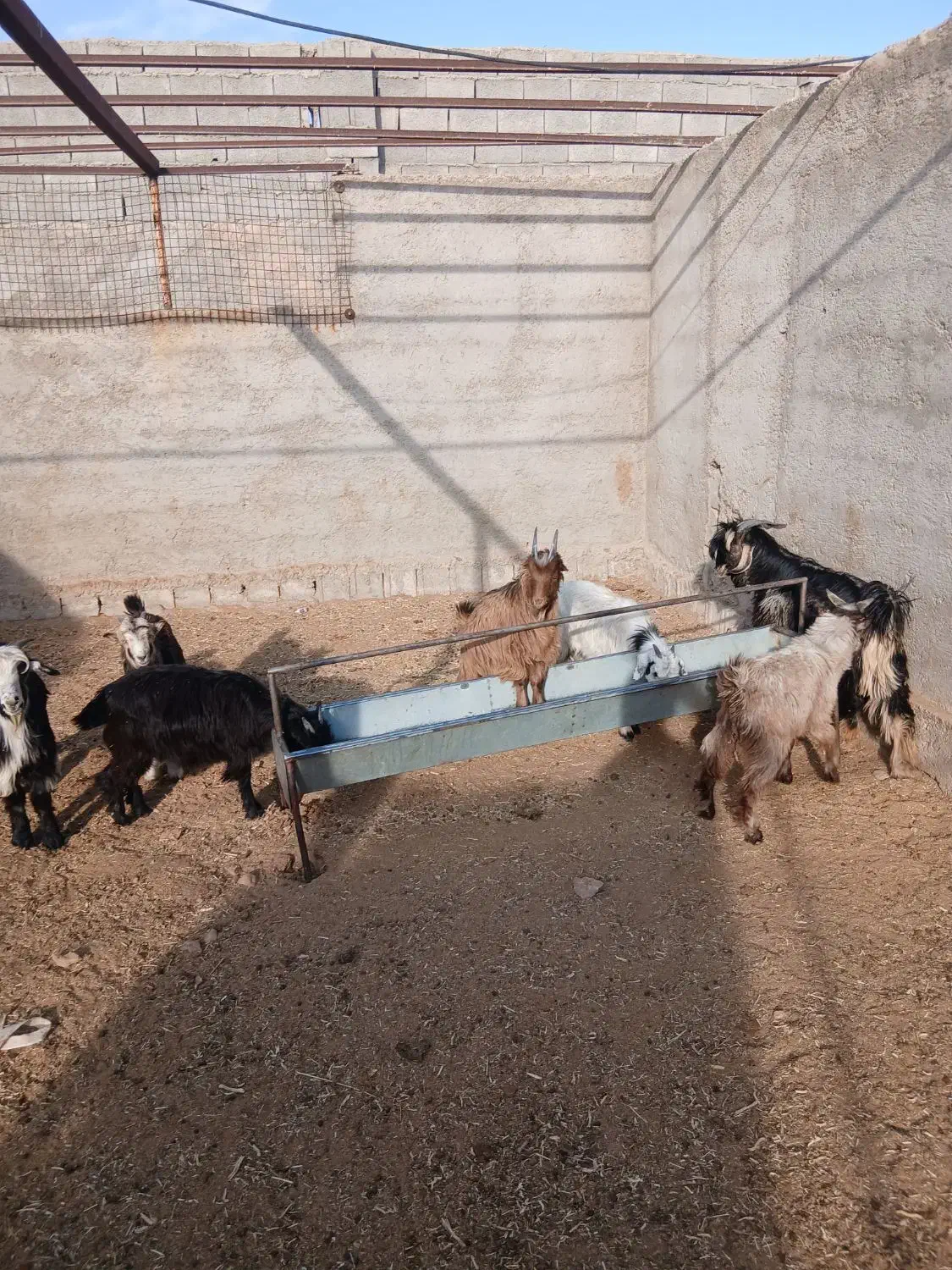 فروش بزغاله|حیوانات مزرعه|نجف‌آباد, حومه نجف آباد|دیوار