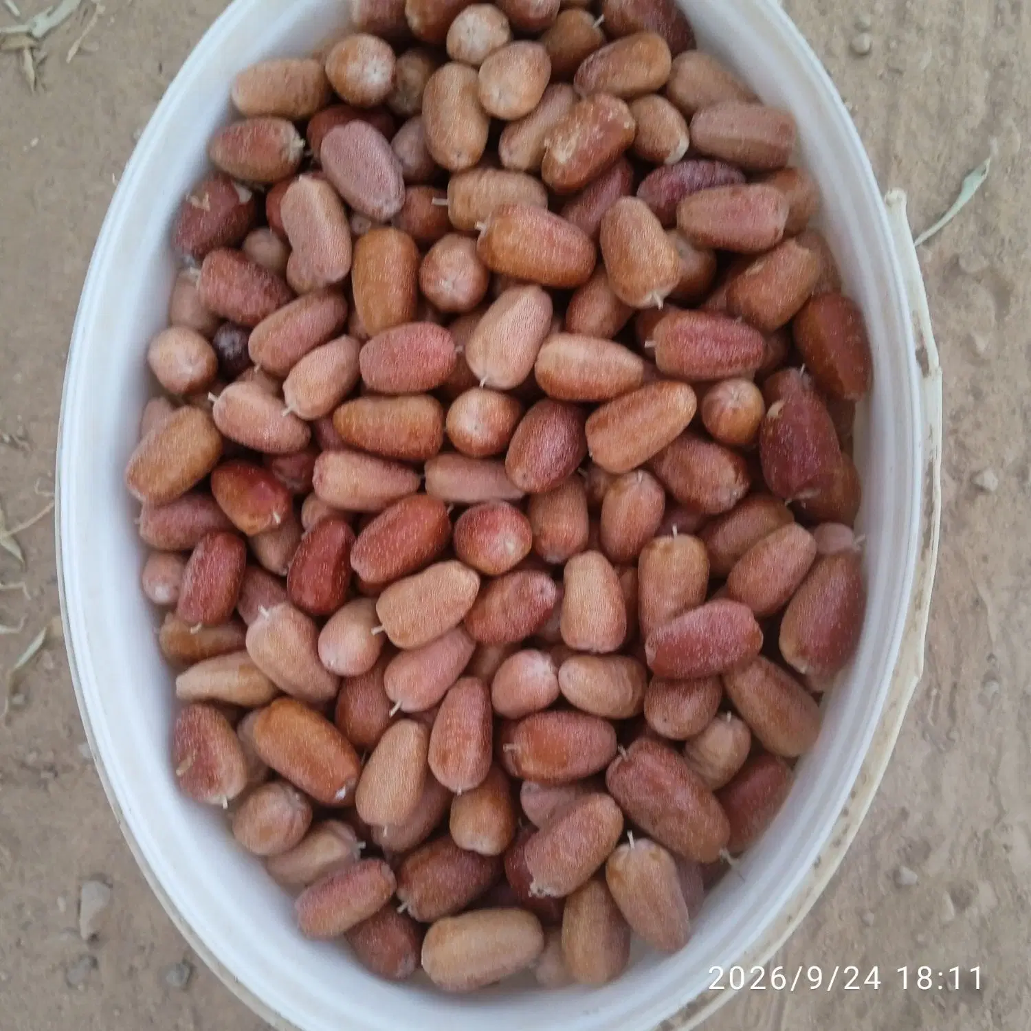 سنجد|خوردنی و آشامیدنی|زنجانرود, |دیوار