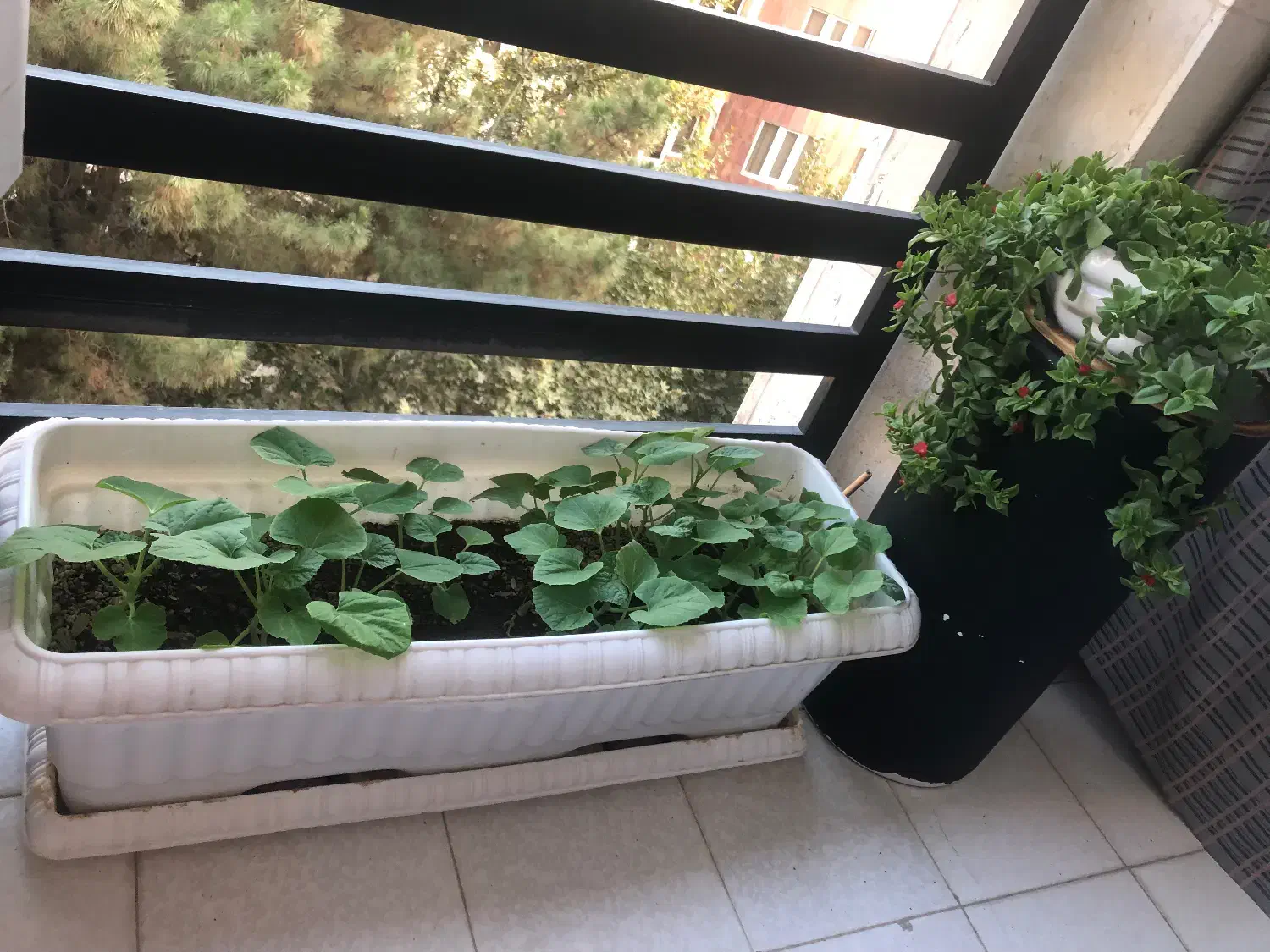 فروش آپارتمان درگلستان یکم|فروش آپارتمان|کرج, عظیمیه|دیوار